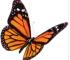 mariposa